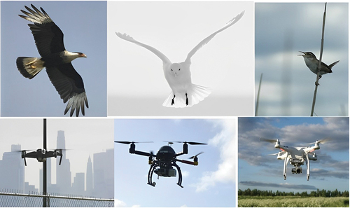 Figure 1. A selection of bird and drone images from the collected twofold dataset.