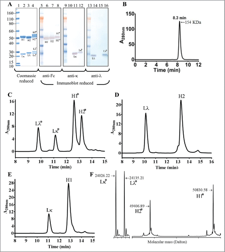 Figure 3. Reduced SDS-PAGE, reduced western-blot, SEC-MALS, rRP-HPLC and rLCMS of the iMab-EI after thrombin cleavage. (A) Reduced SDS-PAGE (lanes 1 to 4) and western blot analysis (lanes 5 to 16) of iMab-EI, anti-EGFR and anti-IGF1R antibodies. Molecular mass standards are schematically shown. Lκ, Lλ, H1 and H2 denote anti-EGFR kappa light chain, anti-IGF1R lambda light chain, anti-EGFR heavy chain, anti-IGF1R heavy chain, respectively. Lκ*, Lλ*, H1* and H2* denote the iMab-EI anti-EGFR kappa light chain, anti-IGF1R lambda light chain, anti-EGFR heavy chain, and anti-IGF1R heavy chain, respectively. Lane 2 is the anti-EGFR antibody, lane 3 is the anti-IGF1R antibody and lane 4 is the iMab-EI. Lanes 6, 7 and 8 is the reduced western blot probed with an anti-human Fc antibody. Lanes 10, 11 and 12 is the reduced western blot probed with an anti-human kappa antibody. Lanes 14, 15 and 16 is the reduced western blot probed with an anti-human lambda antibody. The chains of the iMab-EI are migrating slower compared to the chains from the 2 parental antibodies due their slightly higher molecular weight. (B) SEC-MALS analysis of the iMab-EI after thrombin cleavage showed that the iMab-EI is 99% monomer and has a molecular weight resembling that of an intact IgG1. (C) rRP-HPLC of the iMab-EI, (D) anti-IGF1R, and (E) anti-EGFR. The identity of each peak is schematically labeled as shown in panel A. (F) rLCMS of iMab-EI. The chains of the iMab-EI are labeled as shown in the panel A and as in panel C. The molecular masses of the 4 chains are shown in Daltons. The rLCMS was performed after Endo S treatment to trim the N-glycan found at the conserved N297 site in iMab-EI CH2 domain.