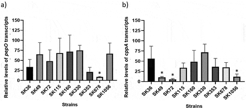 Figure 6. Transcription analysis of pepO and cppA in S. sanguinis strains. Levels of gene transcripts were determined by RT-qPCR in samples with equal number of bacterial cells at A550 nm 0.3. a) Levels of pepO transcripts normalized by the respective levels of 16S rRNA gene. b) Levels of cppA transcripts normalized by the respective levels of 16S rRNA gene. Columns represent means of three independent experiments; bars indicate standard deviation. Asterisks indicate significant differences in relation to the reference strain SK36 (Kruskal-Wallis with post hoc Dunn’s test; p < 0.05).