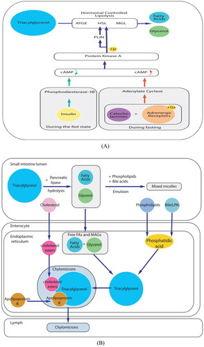 Figure 7. Potential lipid biomarkers pathway. (A) Triglyceride metabolic pathway; (B) Metabolic pathways of fat digestion and absorption.