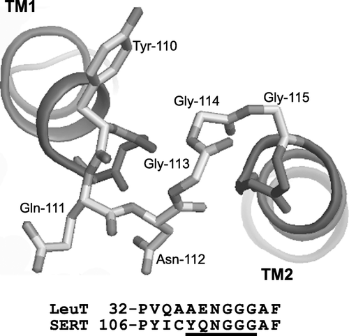 Figure 1.  Predicted structure of SERT by analogy with LeuT. A model of SERT was constructed by Drs Harel Weinstein, Lei Shi, and Thijs Beuming of Cornell University based on the structure of LeuT (Yamashita et al. [Citation2005]). Residues 110 through 116 are shown as stick diagrams with the adjacent portions of TM1 and TM2 shown as ribbons.