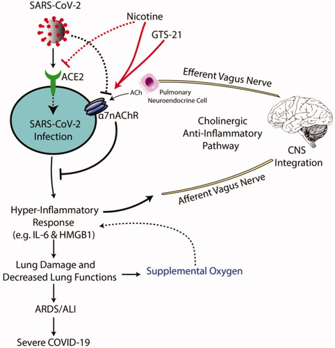 Figure 2. Proposed mechanisms of GTS-21 in α7nAChR-mediated cholinergic anti-inflammatory pathway to attenuate inflammatory lung injury produced by SARS-CoV-2 infection. SARS-CoV-2 infects target cells by binding to the angiotensin-converting enzyme 2 (ACE2) receptor. Subsequently, SARS-CoV-2 is taken into the cell by endocytosis and ultimately produces a hyper-inflammatory response, known as the “cytokine storm response syndrome.” The SARS-CoV-2-induced inflammation can damage lung tissue, producing impaired lung function, which is treated with supplemental oxygen therapy (OT). However, a subset of these patients developed acute respiratory distress syndrome (ARDS)/acute lung injury (ALI), which can occur in severe cases of SARS-CoV-2 infection. Patients with ARDS/ALI require prolonged supplemental OT using non-invasive and invasive mechanical ventilation. Although supplemental OT can be a life-saving intervention, prolonged exposure to high concentrations of oxygen (i.e. hyperoxia) can also exacerbate the hyper-inflammatory response, establishing a pathological inflammatory cycle. Under homeostatic conditions, inflammatory signals can be regulated by the cholinergic anti-inflammatory pathway. In response to pathogens, damage-associated molecular patterns and cytokines, the afferent vagus nerve senses these signals and relays information to the central nervous system. the efferent vagus nerve communicates with the effector cells in the lung, the pulmonary neuroendocrine cell, and releases acetylcholine (ACh). Acetylcholine then binds to lung cell α7nAChR on parenchyma and innate immune cells. The activation of α7nAChR by acetylcholine down-regulates the excessive production/secretion of pro-inflammatory cytokines and chemokines (including IL-6 and HMGB1). Therefore, α7nAChR agonists, like nicotine and GTS-21, may have a protective role against the severe symptoms of SARS-CoV-2 infection.