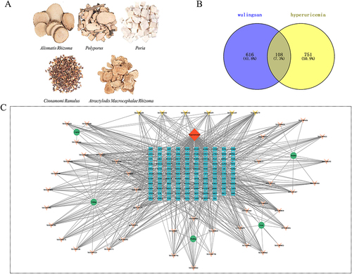 Figure 1 The network pharmacology of WLS in the treatment of HUA. (A) The five herbs of WLS. (B) The Venn diagram of WLS-HUA. (C) The herb-compound-target-disease network.