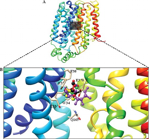 Figure 4. Docked conformation of DehrP (model) with DGlc. (A) Putative DehrP binding site in the inward-facing conformation (rainbow) complexed with D-glucose (DGlc), monobromoacetate (MBA), monochloroacetate (MCA), dibromoacetate (DBA), dichloroacetate (DCA), trichloroacetate (TCA) and 2,2-dichloropropionate (2,2-DCP) shown as rectangular grey shading. (B) Expanded view of the binding site residues Glu33, Trp34, Phe37, Phe38, Gln165 and Glu370 (stick model) and DGlc (purple), MBA (yellow), MCA (blue), DBA (green), DCA (pink), TCA (black) and 2, 2-DCP (red) in the ball and stick representation.