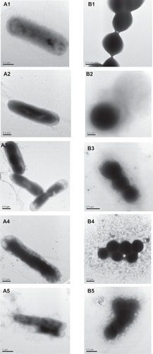 Figure 5 Photomicrographs of E. coli (A), and S. aureus (B) treated with FSCP/COS NFMs. 1, 2, 3, 4, and 5 refer to the samples at 0, 15, 30, 45, and 60 minutes, respectively.Abbreviations: COS, chito-oligosaccharides; FSCP, fish scale collagen peptides; NFMs, nanofibrous membranes.