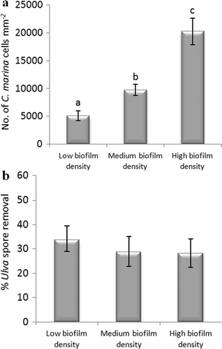 Figure 6. Effect of biofilm densities of C. marina on the adhesion strength of spores of U. linza on IS700. (a) Mean density of bacterial cells obtained from the count of three replicate slides (n = 90). Error bars represent ± 2×SE. Values that are significantly different to each other at p < 0.05, are indicated by different letters above the bars. (b) Mean percentage removal of spores on biofilmed IS700 surfaces, calculated from the counts of three replicate slides exposed to 52 Pa shear stress compared with the three unexposed replicate slides. Error bars represent ± 2×SE, calculated from arcsine-transformed data.