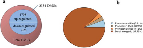 Figure 4. Overview of the DMR and DMG. (A) Venn diagram showing the numbers of DMRs and DMGs. The numbers of up-regulated and down-regulated DMGs were shown above and below the middle line, respectively. (B) Pie chart showing the percentage of the genomic locations of the DMR candidates.