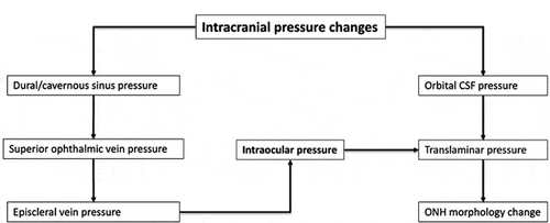 Figure 2. Theoretical framework for the interaction of pressure gradients across lamina cribrosa (CSF: cerebrospinal fluid; ONH: Optic nerve head)