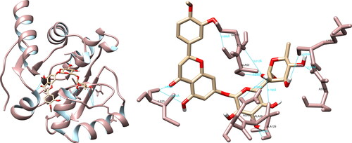 Figure 3. Hesperidin interactions with SARS-CoV-2 papain-like protease, visualized in UCSF Chimera. Hesperidin formed 11 hydrogen bonds with amino acids: Ile23, Asn37, Ala38, Asn40, Lys44, Gly48, Ala50, Gly51 and Ala129.