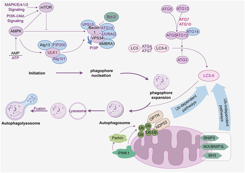 Figure 1 Molecular mechanisms of autophagy and mitophagy (By Figdraw). Autophagy commences in the cytoplasm following the activation of the ULK1 complex. Phosphorylation of the ULK1 complex ensues, leading to the activation of BECN1. The activated BECN1 then complexes with VPS34, a class of PI3K, initiating the production of PI3P, which in turn promotes phagophore nucleation. Subsequently, PI3P attracts additional autophagy-related proteins to form further complexes. During phagophore expansion and substrate selection, ATG5 and ATG12 undergo a conjugation reaction, producing the ATG5-ATG12 complex. This conjugation is facilitated by the proteins ATG7 and ATG10The resulting ATG5-ATG12 complex then associates with ATG16 to form a macromolecular complex, recruiting members of the LC3 protein family to the phagophore membrane. Within this mechanism, LC3-I is converted into LC3-II through the combined action of ATG4, ATG7, and ATG3, and then attaches to the phagophore membrane. This dynamic sequence culminates in the closure of the phagophore and the formation of an autophagosome containing cellular substrates. Mitochondria participate in autophagy via both ubiquitin Ub-dependent and Ub-independent pathways.
