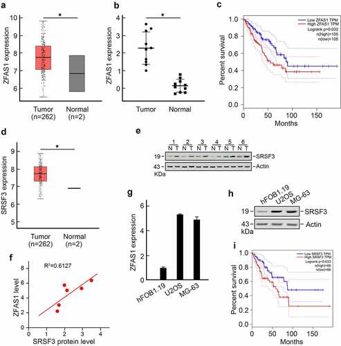 Figure 1. Increased level of ZFAS1 is positively correlated with elevated SRSF3 protein level and indicates a worse prognosis of osteosarcoma.