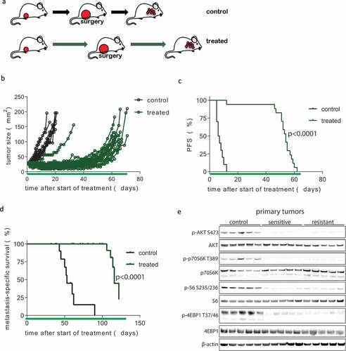 Figure 3. Development of resistance following prolonged neoadjuvant and adjuvant mTOR inhibition. (a) Schematic overview of experimental setup. Tissue fragments (1 mm3) of a mILC from a KEP donor mouse were orthotopically transplanted in recipient mice. Neoadjuvant treatment with daily oral AZD8055 (green arrows) or vehicle control solution (black arrows) was started when tumors reached a diameter of 5 mm. Tumors were surgically removed when they reached a diameter of 15 mm and treatment was continued in the adjuvant setting until mice were sacrificed due to terminal metastatic disease. (b) Individual tumor growth curves in AZD8055-treated mice (green curves, n = 24) and control mice (black curves, n = 10). (c) Kaplan-Meier plot depicting progression-free survival (PFS) of neoadjuvant AZD8055-treated mice (green curve) and control mice (black curve), with progression defined as a doubling in the size of the primary tumor in mm2 from the start of treatment (time point zero). (d) Kaplan-Meier plot depicting metastasis-specific survival in AZD8055-treated mice (green curve) and control mice (black curve). Time point zero indicates start of treatment (tumor size 5 mm) in all graphs. (e) Immunoblot for mTOR signaling markers in five surgically removed tumors from control mice, five therapy-sensitive tumors harvested from AZD8055-treated mice after 5 days of treatment, and five surgically removed therapy-resistant tumors from AZD8055-treated mice