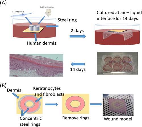 Figure 1. Creation of tissue-engineered skin models (A). Modification of method to create TE-skin wound models by seeding keratinocytes and fibroblasts between concentric steel rings (B).