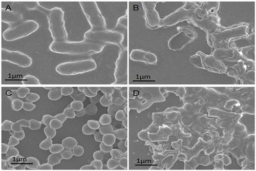 Figure 3 SEM images of (A) untreated E. coli, (B) E. coli treated with PGs (50 μg∙mL−1), (C) untreated S. aureus and (D) S. aureus incubated with PGs (50 μg∙mL−1) NIR illumination for 20 mins.