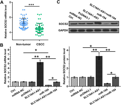 Figure 4 Overexpression of SLC16A1-AS1 led to upregulated SOCS2 through miR-194. (A) The expression of SOCS2 in CSCC and paired non-tumor tissues from CSCC patients were determined by RT-qPCR. (B and C) The effects of overexpression of SLC16A1-AS1 and miR-194 on the expression of SOCS2, which is a target of miR-194, were analyzed by RT-qPCR (B) and Western blot (C). n = 3. *p < 0.05, **p < 0.01, ***p < 0.001.