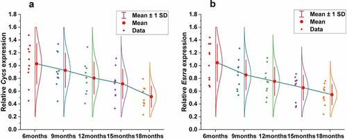 Figure 11. Decreased expression of CYCS and ESRRA in skeletal muscle with aging by qRT-PCR. Gene expression of CYCS (a) and ESRRA (b) in mice is significantly different across ages (6 months, 9 months, 12 months, 15 months and 18 months), and decreased gradually with aging