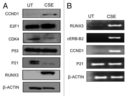 Figure 2. CSE induces molecular changes in SV40-HUC-1 cells that are commonly found in UCC. (A) Western blot analysis of a panel of anti-human cyclin D1, E2F1, PTEN, Cdk4, p53 and p21 antibodies used to determine the expression levels of these genes in untreated (UT) and 6-mo CSE-treated SV40-HUC-1 cells. As expected, CCND1 and E2F1 were upregulated after CSE treatment, while CDK4 and p21 were downregulated. (B) RT-PCR analysis for RUNX3, Cerb-b2, Cyclin D1, p21 expression in untreated and 6-mo CSE-treated SV40-HUC-1 cells. The transcript expression level of all four genes is consistent with their translational level (Fig. 2A).