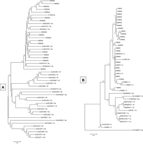 Figure 1 Phylogenetic analysis of NS5B (A) and 5ʹUTR (B) sequences illustrating the molecular epidemiology and evolution of HCV genotypes. The phylogenetic tree was constructed in Mega 4 program using the neighbour-joining method and the phylogeny test was 1000 times bootstrapped.