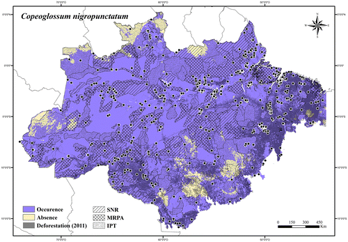 Figure 72. Occurrence area and records of Copeoglossum nigropunctatum in the Brazilian Amazonia, showing the overlap with protected and deforested areas.