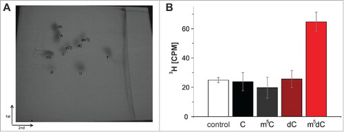 Figure 7. (A) Two-dimensional thin-layer chromatography of nucleosides on a 10 cm x 10 cm cellulose TLC plate. The starting point is marked by an X. (B) Methylation of an RNA-guided DNA oligonucleotide by Dnmt2. The oligonucleotides were hydrolyzed to nucleosides after the tritium incorporation assay, separated by 2D thin-layer chromatography and analyzed with the Cherenkov counter. Tritium could only be detected in m5dC. Average values and standard deviations of 3 experiments are shown. Control corresponds to background signal of the TLC plate. Note that an identical Fig. S4 with enhanced contrast can be found in the supplement.
