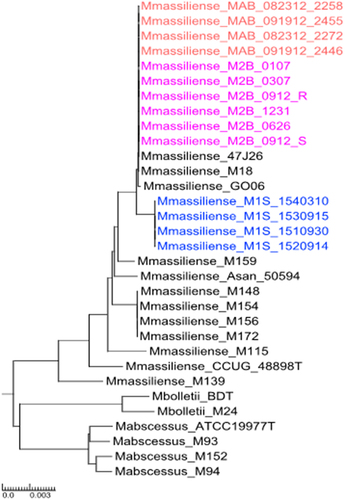 Figure 3. Neighbor-joining phylogenetic tree: Phylogenetic tree based on the whole genome multiple alignment of M. abscessus genomes. The mycobacterial genomes were aligned using Mugsy and core segments were identified using Phylomark. Resulting concatenated nucleotide sequences were used for construction of the mid-point rooted tree using MEGA. Patient 1S isolates are coloured blue, patient 2B isolates are magenta. The outbreak isolates from patient 2B are in orange. Reference genomes are shown in black.