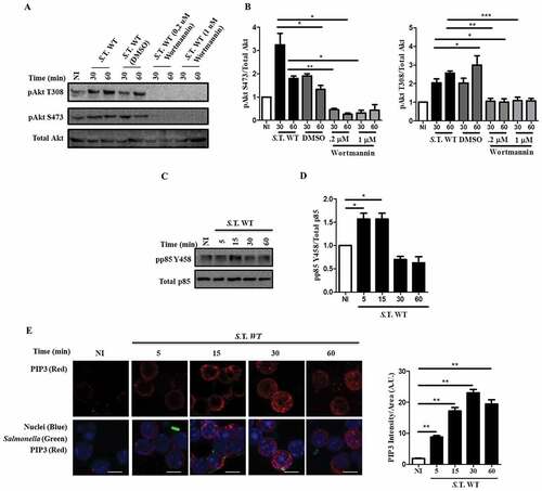 Figure 2. Activation of Akt by Salmonella in B cells follows a canonical PI3K activation mechanism. (a) Western blot analysis of pAkt S473, pAkt T308 and total Akt in B cells from BALB/c mice pretreated for 60 minutes with the PI3K inhibitor wortmannin at a concentration of 0,2 µM or 1 µM and infected with Salmonella Typhimurium wild-type at an MOI of 50. (b) Protein levels of pAkt T308 and pAkt S473 relative to total Akt levels were normalized to the control (not infected). (c) Western blot analysis of p-p85 Y458 and total p85 in B cells from BALB/c mice infected with Salmonella Typhimurium wild-type at an MOI of 50. (d) Protein levels of p-p85 Y458 relative to total p85 levels were normalized to the control (not infected). (e) Representative confocal immunostaining of PIP3 in B cells from BALB/c mice infected with Salmonella Typhimurium wild-type-GFP at an MOI of 50. Data are representative Western blotting images or are expressed as the mean ± S.D. of three different experiments. Data were analyzed by Student’s t-test. *p < 0.05, **p < 0.01, ***p < 0.001. Scale bar, 5 µm.