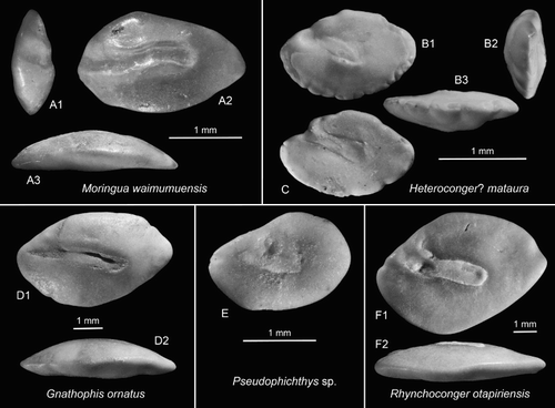 Figure 3. Anguilliform otoliths. A, Moringua waimumuensis n.sp., holotype, OU22814, Cosy Dell, F45/f0396, Duntroonian (A1 = anterior view, A3 = ventral view). B,C, Heteroconger? mataura n.sp., Chatton, F45/f9668, Duntroonian, B = holotype, OU22830 (B2 = anterior view, B3 = ventral view); C = paratype (reversed), OU22831. D, Gnathophis ornatus (Frost Citation1928), OU22823, Cosy Dell, F45/f0396, Duntroonian (D2 = ventral view). E, Pseudophichthys sp., Chatton, F45/f9668, Duntroonian, NMNZ S.46910. F, Rhynchoconger otapiriensis (Frost Citation1933), OU22832, Cosy Dell, F45/f0396, Duntroonian (F2 = ventral view).