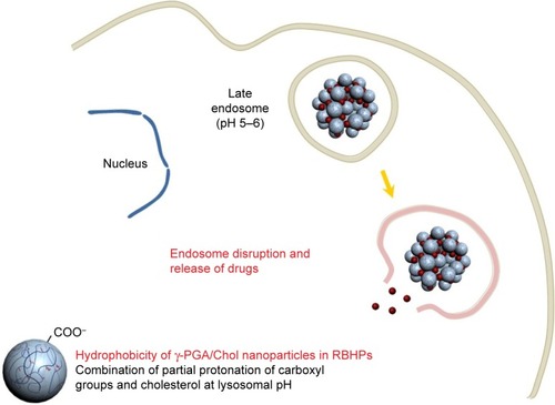 Figure 7 Scheme for the cytosolic delivery of RBHPs formed by the self-assembling polymeric nanoparticles and antitumor drugs.Note: Due to the increased hydrophobicity of RBHPs at lysosomal acidic pH, RBHPs can easily interact, penetrate, and destabilize cell membranes, as well as release encapsulated drugs.Abbreviations: RBHPs, raspberry-like hydrogel particles; γ-PGA, poly(γ-glutamic acid); Chol, cholesterol.
