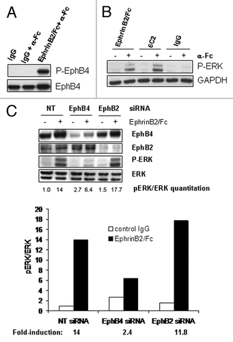 Figure 3. EphrinB2 stimulates ERK activation specifically through EphB4 in MCF-7 breast cancer cells. (A) MCF-7 cells were untreated (-) or treated with human control IgG or EphrinB2-Fc in the presence of clustering anti-human Fc antibody (Fc) for 20 min. EphB4 was immunoprecipitated and immunoblotted for phosphotyrosine (P-EphB4) or total EphB4. (B) MCF7 cells were treated for 20 min with EphrinB2-Fc (B2), 6C2, or human control IgG in the presence (+) or absence (-) of clustering anti-human Fc antibody in complete growth medium. (C) 72 h after transfection with 40 nM of non-targeted (Ctrl), EphB2 or EphB4 siRNA, cells were left untreated (-) or treated with EphrinB2-Fc (+) for 20 min and lysates were immunoblotted for EphB4, EphB2, P-ERK and ERK. Densitometry-based quantitation was performed for pERK (both bands) and total ERK (both bands) using ImageJ software (NIH). pERK readings were then normalized against total ERK readings and the ratios are shown at the bottom of the panel (normalized pERK value of NT siRNA transfected cells without the EphrinB2/Fc stimulation was arbitrarily set as 1.0). EphrinB2/Fc-treatment induced fold of induction in normalized pERK was calculated for cells transfected with NT, EphB4 or EphB2 siRNAs and folds plotted in histogram.