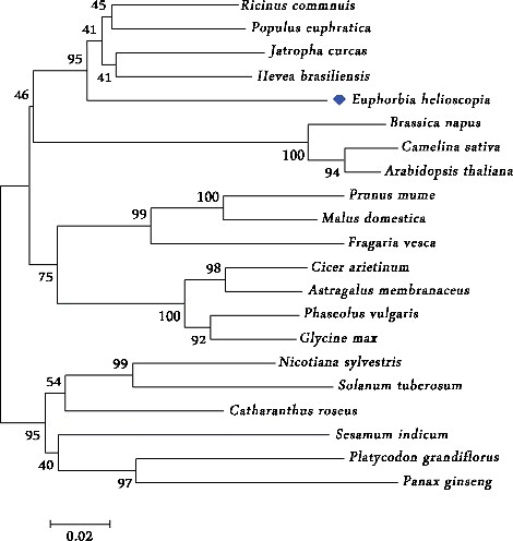 Figure 3. Phylogenetic analysis of MDC amino acid sequences of Euphorbia helioscopia and other species. Ricinus communis: (XP_002521 172.1); Populus euphratica: (XP_011024 216.1); Jatropha curcas: (KDP35789.1); Hevea brasiliensis: (BAF98285.1); Brassica napus: (CDX73494.1); Camelina sativa: (XP 010515 945.1); Arabidopsis thaliana: (AEE79204.1); Prunus mume: (XP_008232 018.1); Malus domestica: (XP_008345 749.1); Fragaria vesca: (XP_004307 061.1); Cicer arietinum: (XP_004497 159.1); Astragalus membranaceus: (AID51442.1); Phaseolus vulgaris: (XP_007142839.1); Glycine max: (XP_003555 870.1); Nicotiana sylvestris: (XP 009792 788.1); Solanum tuberosum: (XP_006361 468.1); Catharanthus roseus: (ADR65113.1); Sesamum indicum: (XP_011084 229.1); Platycodon grandiflorus: (AGZ15316.1); Panax ginseng: (ADI80345.1).