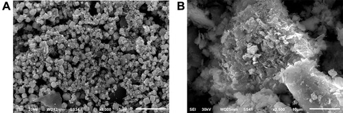 Figure 3 Scanning electron microscopy of metal nanoparticles (A) Ag-NPs (B) ZnO-NPs.