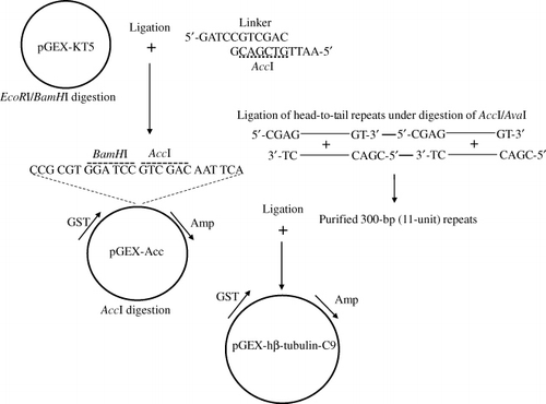 Figure 2. The three possible ligation products from the repetitive oligonucleotides. The ligation products in a head-to-tail orientation would be placed in-frame into the vector and thus express the repetitive peptide as a GST-fusion protein when induced in a bacterial system.