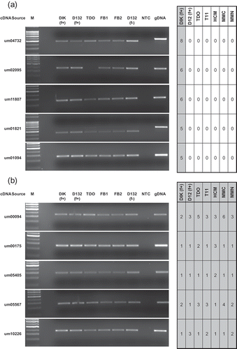 Fig. 1. RT-PCR for genes putatively identified as (a) dikaryon specific, (b) constitutively expressed. M: marker; DIK: dikaryon; D132: diploid; f+: filamentous; f-: non-filamentous; TDO: dormant teliospore; FB1, FB2: haploid cells; gDNA: genomic DNA; NTC: no template control.