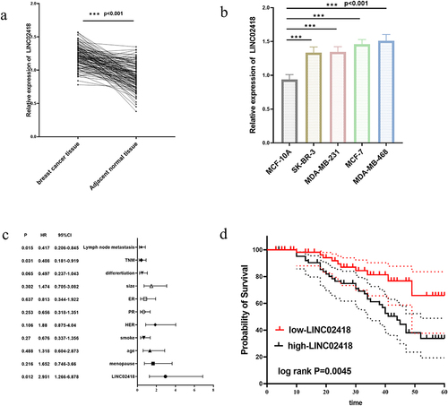 Figure 1 LINC02418 expression was upregulated in breast cancer tissues than adjacent normal tissues (a). LINC02418 expression was upregulated in breast cancer cells than normal breast cells (MCF-10A) (b). Cox multifactorial analysis of independent factors affecting patient prognosis (c). LINC02418 high expression group with low survival at 5 years (d). ***p<0.001, compared with normal tissue and normal cells.