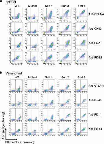 Figure 3. Flow cytometry profiles for parental scFv yeast clones, epPCR, or VariantFind mutagenized libraries, and post-sort libraries. (a) EpPCR mutagenized samples. (b) VariantFind mutagenized samples. Each row from left to right represents the following samples: parental strain, unsorted mutagenized library, and one, two, or three times sorted libraries, all stained with the relevant soluble antigen. The y-axis reflects antigen binding, whereas the x-axis displays scFv expression through staining of the c-myc tag.