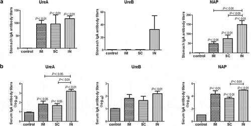 Figure 3. Antigen-specific IgA responses in the stomach (A) and serum (B) of mice immunized with cGAMP adjuvanted H. pylori subunit vaccine by different parenteral routes. Groups of BALB/c mice (n = 6) were immunized with cGAMP adjuvanted H. pylori vaccine containing 10 μg of each UreA, UreB, and NAP by the indicated route on days 0 and 14. The mice were orally challenged with 3 × 109 CFU of H. pylori SS1 at day 28, and sacrificed 5 weeks after challenge. The stomachs and blood were collected and samples were prepared and assayed by ELISA as described in detail in Figure 2 legend, except that HRP-conjugated goat anti-mouse IgA (Southern Biotech, Birmingham, AL, USA) was used as secondary antibody. Data are presented as mean ± SEM and are representative of one of two independent experiments with similar results