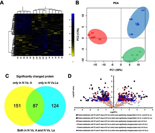 Figure 2 Comparison of significantly changed proteins in endometrial tissues under the three treatment groups. Principal components analysis (A) and hierarchical clustering analysis (B) of 362 significantly changed proteins. We found 87 proteins that changed significantly in N vs A and N vs La. Between N and A, 151 proteins changed significantly, whereas 124 proteins changed between N and La. (C) Venn diagram and (D) volcanic map presentation of significantly changed proteins that overlapped across groups.