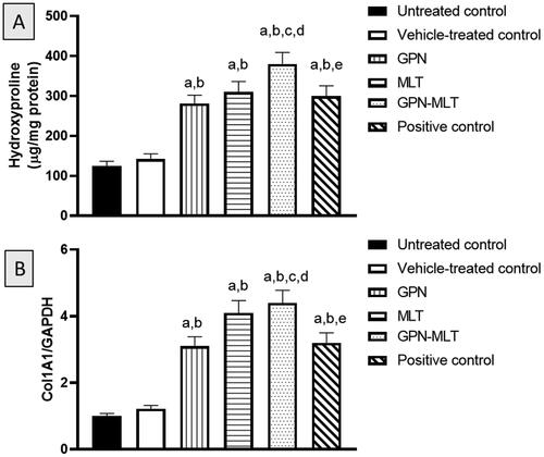 Figure 7. Effects of GPN, MLT, GPN-MLT nanoconjugate and marketed formulation on the level of (A) hydroxyproline and (B) Col1A1. a: Significantly different from Untreated control at p < .05, b: Significantly different from Vehicle-treated control at p < .05, c: Significantly different from GPN at p < .05, d: Significantly different from MLT at p < .05, e: Significantly different from GPN-MLT at p < .05.