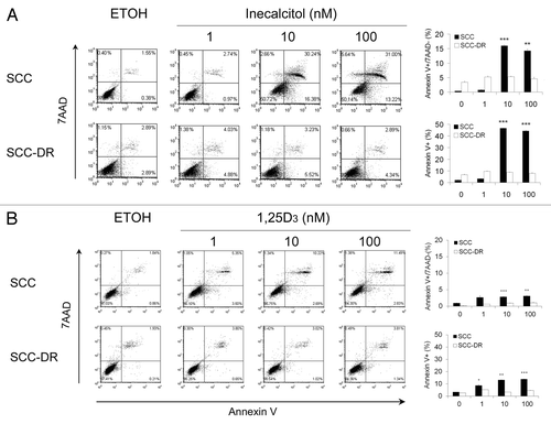 Figure 3. Inecalcitol induces more apoptosis than 1,25D3 in SCC cells. SCC or SCC-DR cells were treated with EtOH, 1 to 100 nM inecalcitol (A) or 1,25D3 (B) for 48 h. Apoptosis was assessed by annexin V-PE and 7AAD staining by flow cytometry. The populations of annexin V−/7AAD−, annexin V+/7AAD− and annexin V+/7AAD+ correspond to live cells, early apoptotic cells and late apoptotic cells, respectively. Representative histograms are presented. The results were summarized in bar graphs as mean ± s.e.m. of annexin V+/7AAD- cells or annexin V+ cells in a representative experiment. *, p < 0.05; **, p < 0.01; ***, p < 0.001. Treatment vs. control “0.”