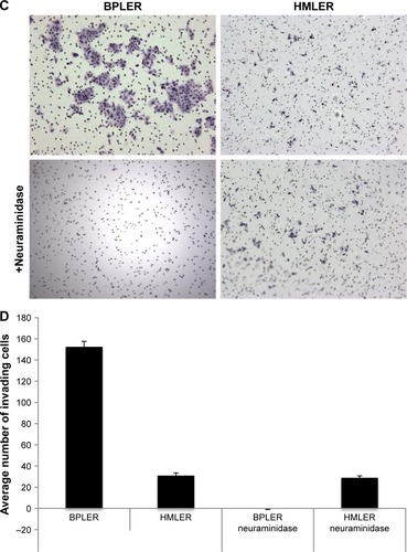 Figure 2 Sialylation is required for BPLER invasiveness.