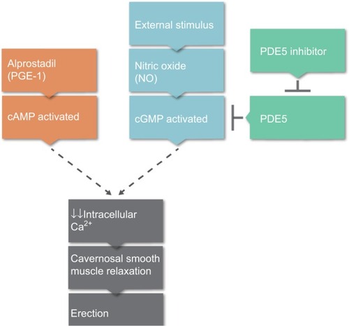 Figure 1 Physiological pathway to erectile response.