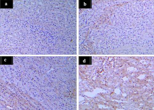 Figure 8. Immunohistochemical staining results in platelet activating factor of four groups of rabbits.