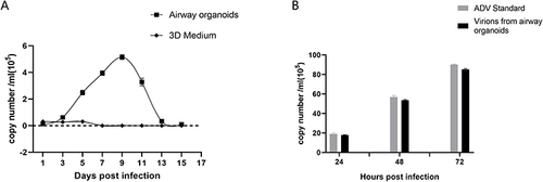 Figure 8 qPCR measurement of adenovirus proliferation in airway organoids. (A). Adenovirus proliferation in airway organoids was measured by qPCR. “airway organoids” indicates adenovirus amplification in airway organoids; “3D medium” indicates adenovirus amplification in RADA16-I hydrogel without cells (B). The infectivity of airway organoid-amplified virions was measured by qPCR. “ADV Standard” indicates standard adenovirus amplification in 2D culture; ‘virions form airway organoids’ indicates airway organoid-generated adenovirus virions (5 × 105 copies based on qPCR amplification quantification) in 2D culture. Airway organoid-generated adenovirus virions were present in airway organoid supernatants harvested at 9 dpi. Each data point represents the mean of at least three independent experiments.