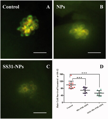 Figure 3. Both SS-31 modified and unmodified NPs reduced the number of FM1-43FX + cells. Example images from epifluorescent microscope showing neuromasts after FM1-43FX staining: 5 dpf zebrafish larvae were treated by EM only (A), GGA loaded NPs (B) or SS31-NPs (C) for 1 h followed by 1 μM FM1-43FX staining for 45 s. Scale bar: 10 μm. (D) The inhibition of FM1-43FX uptake in zebrafish hair cells triggered by GGA loaded unmodified NPs or SS31 modified NPs. The hair cells in larvae neuromast SO2, SO3, O1, MI1, and OC1 were counted as the percentage of the control (one-way ANOVA, ★★★p < .001).