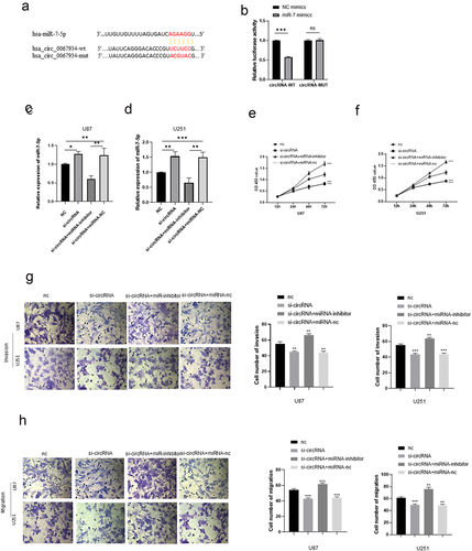 Figure 3. CircRNA_00679934 regulated glioma cells’ function by targeting miR-7 wnt/β-catenin axis. (a and b) The results of dual luciferase reporter assay demonstrated that circRNA_0067934 significantly targeted miR-7. ***p< 0.001. (c and d) The relative expression of miR-7 in different groups. * p< 0.05, **p< 0.01, ***p < 0.001. (e and f) The cell proliferation was determined by CCK-8 assay in U87 cells and U251 cells. ***p < 0.001. (g and h) Transwell assay was performed to evaluate the invasion and migration. Scale bars = 20 μm.