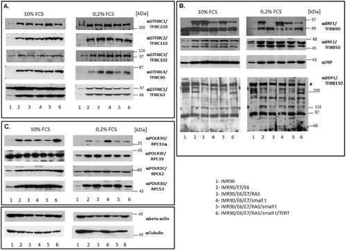 Figure 5. Western blot analyses of the expression of Pol III subunits and transcription factors. (A.) Analyses of subunits of TFIIIC. (B.) Analyses of subunits of TFIIIB. (C). Analyses of RNA polymerase III subunits. The numbers below the figures correspond to the cell lines listed in the table in the bottom right corner of the Figure. The proteins analysed are appropriately indicated to the right of individual images. Extracts derived from cells grown with 10% FCS or 0.2% FCS are respectively shown in left or right panels of each Figure.
