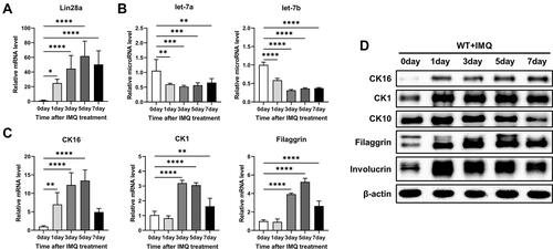 Figure 3 Time-dependent change in Lin28a and psoriasis-related markers in IMQ-induced WT mice. WT mice were treated with a daily topical dose of 62.5 mg of IMQ cream (5%) for 0, 1, 3, 5, and 7 days; (A) total RNAs were isolated from mouse skin tissue and reverse transcribed. Relative mRNA expression patterns of Lin28a were analyzed by RT-PCR; (B) total RNAs were isolated from mouse skin tissue and reverse transcribed using TaqMan MicroRNA Reverse Transcription Kit. Relative expression levels of let-7 microRNAs were measured by RT-PCR using TaqMan MicroRNA Assay; (C) relative mRNA expression level of proliferation marker (CK16) and differentiation markers (CK1 and filaggrin) are shown at specified dates; (D) protein levels of proliferation and differentiation markers in WT mouse skin after IMQ treat using Western blotting. One-way ANOVA followed by Dunnett’s multiple comparisons test was performed using GraphPad Prism 9. All data are presented as mean ± SEM; *p < 0.05, **p < 0.01, ***p < 0.001 and ****p < 0.0001 as compared with untreated WT mice.