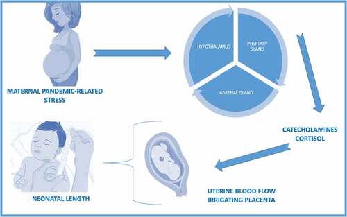 Figure 3. Maternal pandemic-related stress and its implications in neonatal growing and length.