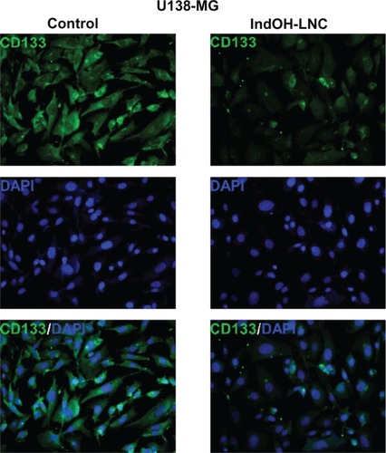 Figure 11 IndOH-LNC reduce CD133-positive stem cells in the U138-MG glioma cell line.Notes: Cells were treated with 25 μM IndOH-LNC for 72 hours, and immunocytochemistry for CD133 (green) and DAPI (blue) was performed in U138-MG glioma cells. Images are representative of six independent experiments.Abbreviations: DAPI, 4′,6-diamidino-2-phenylindole; IndOH-LNC, indomethacin-loaded lipid-core nanocapsules; LNC, lipid-core nanocapsules.