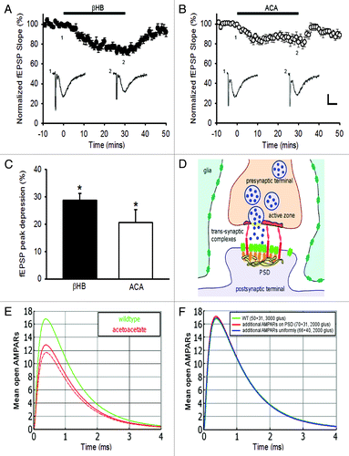 Figure 1. Quantifying the effect of ketone bodies on synaptic transmission. Ketone bodies decrease basal synaptic transmission of CA1 pyramidal cells: depression of fEPSPs in (A) β-hydroxybutyrate (βHB, 11 mM) (p < 0.001, n = 8) and (B) acetoacetate (ACA, 11 mM) (p < 0.001, n = 8). Sample traces of averaged field potentials before (trace 1) and during (trace 2) ketone bodies application, as indicated by the numbers, are shown below the curves (A, B). Scale bar, 0.2 mV, 10 ms. (C) Graph summarizing the peak depressions of fEPSPs during perfusion of βHB or ACA for 30 min. (D) Schematic representation of the synapse for the simulation. (E) Brownian dynamics simulation of synaptic current response in normal (green) and after glutamate reduction (red). A small variation of the vesicular release in the active zone has little effect (dotted red). (F) Effect of increasing the number of AMPARs, necessary to compensate for the reduction in the number of released glutamate molecules.